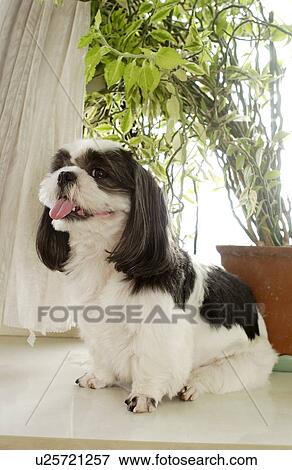 Stock Photo - Shih Tzu sitting by window. Fotosearch