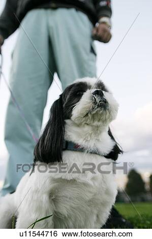 Stock Photograph - Shih Tzu sitting in front of man. Fotosearch