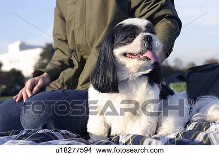 Shih Tzu sitting next to a woman View Large Photo Image Picture - Shih Tzu sitting next to a woman. Fotosearch