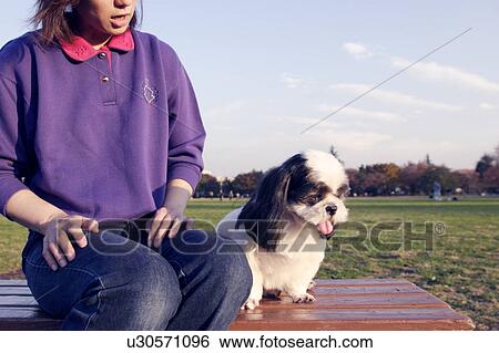 Shih Tzu sitting next to a woman View Large Photo Image Stock Photograph - Shih Tzu sitting next to a woman. Fotosearch