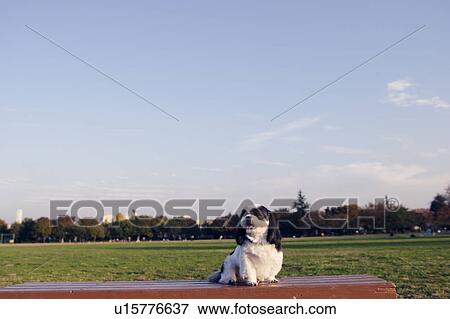 Stock Photo - Shih Tzu sitting on a bench. Fotosearch
