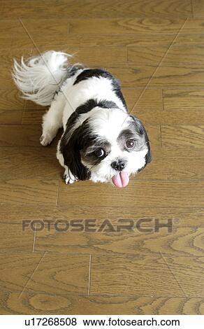 Stock Photo - Shih Tzu sitting on floor looking up. Fotosearch