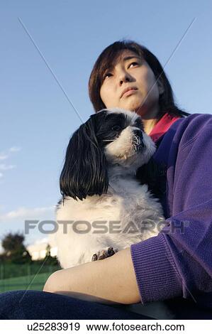 Shih Tzu sitting on woman's lap View Large Photo Image Stock Photo - Shih Tzu sitting on woman's lap. Fotosearch