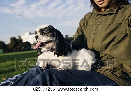 Stock Photography - Shih Tzu sitting on woman's lap. Fotosearch