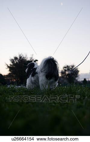 Shih Tzu Standing on grass View Large Photo Image Picture - Shih Tzu Standing on grass. Fotosearch