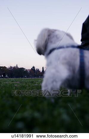 Stock Image - Shih Tzu standing on grass. Fotosearch