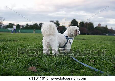 Shih Tzu standing on grass View Large Photo Image Stock Photography - Shih Tzu standing on grass. Fotosearch