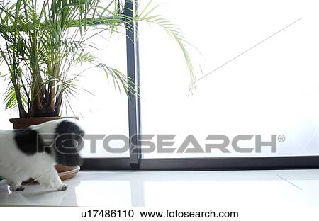 Shih Tzu walking by window View Large Photo Image Stock Image - Shih Tzu walking by window. Fotosearch