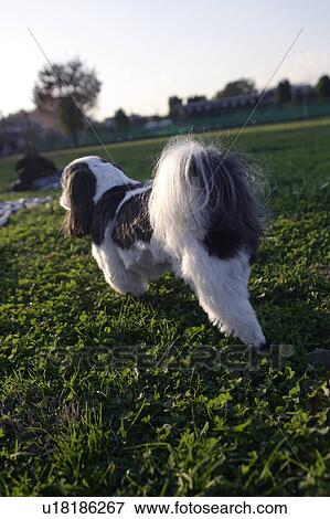 Shih Tzu walking on grass View Large Photo Image Stock Photo - Shih Tzu walking on grass. Fotosearch