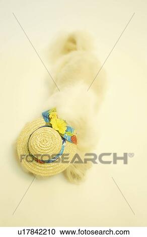 Shih Tzu wearing a straw hat View Large Photo Image Stock Image - Shih Tzu wearing a straw hat. Fotosearch