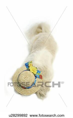 Shih Tzu wearing a straw hat View Large Photo Image Stock Image - Shih Tzu wearing a straw hat. Fotosearch