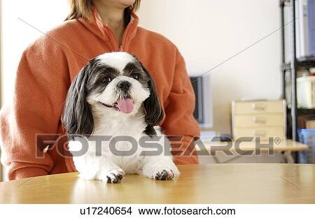 Shih Tzu with tongue out View Large Photo Image Picture - Shih Tzu with tongue out. Fotosearch