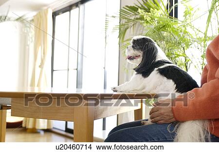 Shih Tzu with tongue out View Large Photo Image Picture - Shih Tzu with tongue out. Fotosearch