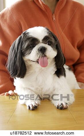 Shih Tzu with tongue out View Large Photo Image Stock Image - Shih Tzu with tongue out. Fotosearch
