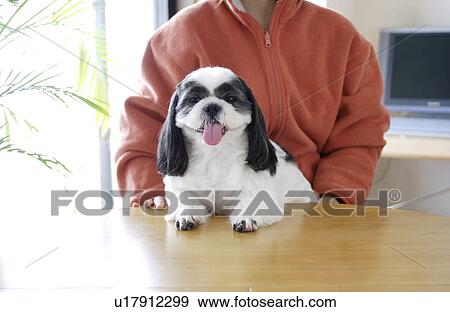 Stock Photo - Shih Tzu with tongue out. Fotosearch