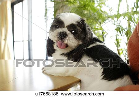 Shih Tzu with tongue out View Large Photo Image Stock Photograph - Shih Tzu with tongue out. Fotosearch
