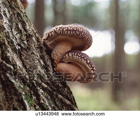 Shitake mushroom growing on tree trunk View Large Photo Image Stock Photo - Shitake mushroom growing on tree trunk. Fotosearch
