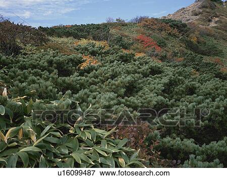 Siberian dwarf pines in Mt. Nasudake, Nasu Town, Tochigi Prefecture, Japan View Large Photo Image Stock Photo - Siberian dwarf pines in Mt. Nasudake, Nasu Town, Tochigi Prefecture, Japan. Fotosearch
