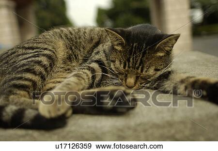 Sleeping cat View Large Photo Image Stock Photo - Sleeping cat. Fotosearch