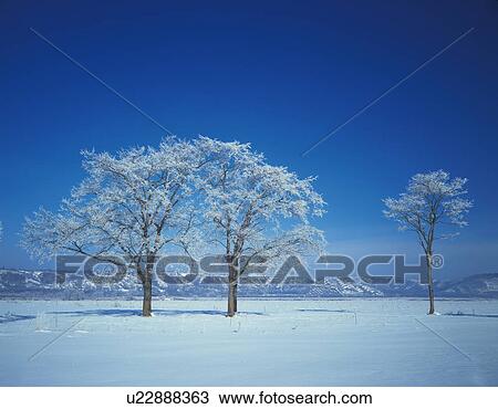Snow covered trees, Hokkaido Prefecture, Japan View Large Photo Image Stock Image - Snow covered trees, Hokkaido Prefecture, Japan. Fotosearch
