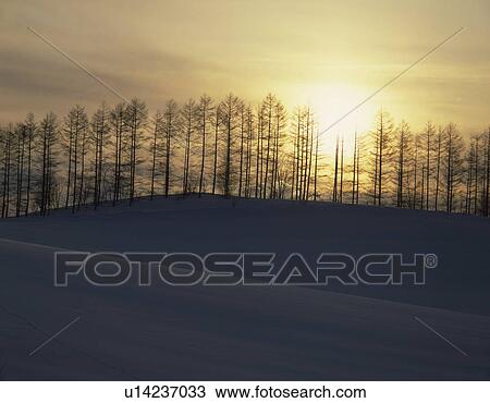Snow field and trees, Hokkaido Prefecture, Japan View Large Photo Image Stock Image - Snow field and trees, Hokkaido Prefecture, Japan. Fotosearch