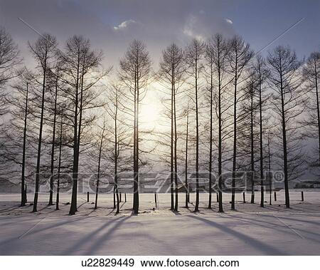 Stock Photo - Snowy land and Japanese larch, Furano city, Hokkaido prefecture, Japan. Fotosearch