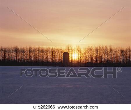 Snowy land and Japanese larch in the evening, Kamishihoro town, Hokkaido prefecture, Japan View Large Photo Image Stock Photograph - Snowy land and Japanese larch in the evening, Kamishihoro town, Hokkaido prefecture, Japan. Fotosearch