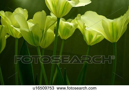 Stock Image - Spring green tulips. Fotosearch