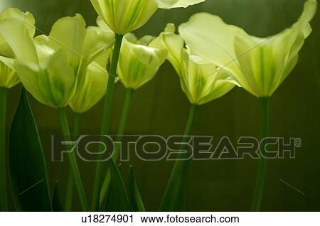Stock Image - Spring green tulips. Fotosearch