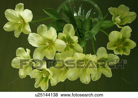 Spring green tulips View Large Photo Image Stock Photo - Spring green tulips. Fotosearch
