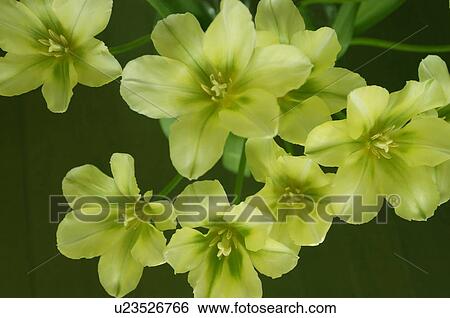 Spring green tulips View Large Photo Image Stock Photograph - Spring green tulips. Fotosearch