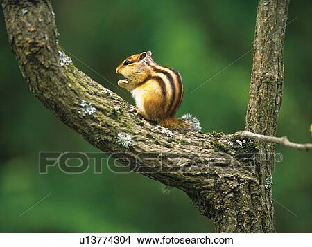 Picture - Squirrel, Hokkaido Prefecture, Japan. Fotosearch