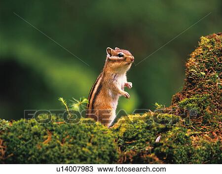 Squirrel View Large Photo Image Stock Image - Squirrel. Fotosearch