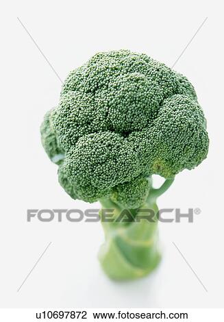 Standing Broccoli View Large Photo Image Stock Image - Standing Broccoli. Fotosearch