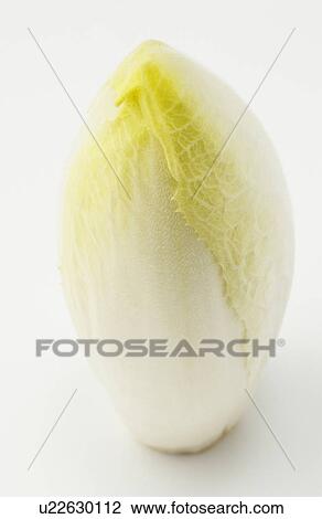 Standing Chicory View Large Photo Image Stock Image - Standing Chicory. Fotosearch