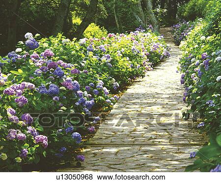 Stone paved footpath surrounded with hydrangea, Shimoda Park, Shimoda city, Shizuoka prefecture, Japan View Large Photo Image Stock Photo - Stone paved footpath surrounded with hydrangea, Shimoda Park, Shimoda city, Shizuoka prefecture, Japan. Fotosearch