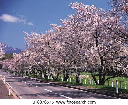 Street with row of cherry trees View Large Photo Image Stock Photography - Street with row of cherry trees. Fotosearch