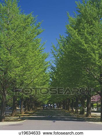 Street with row of trees in Hikarigaoka park, Tokyo prefecture, Japan View Large Photo Image Stock Image - Street with row of trees in Hikarigaoka park, Tokyo prefecture, Japan. Fotosearch