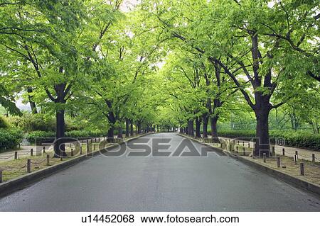 Stock Photo - Street with row of trees, Kyoto prefecture, Japan . Fotosearch