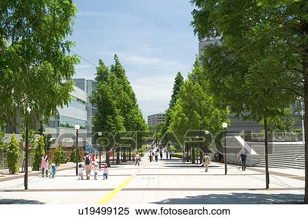 Stock Photography - Street with row of trees, Yokohama city, Kanagawa prefecture, Japan. Fotosearch