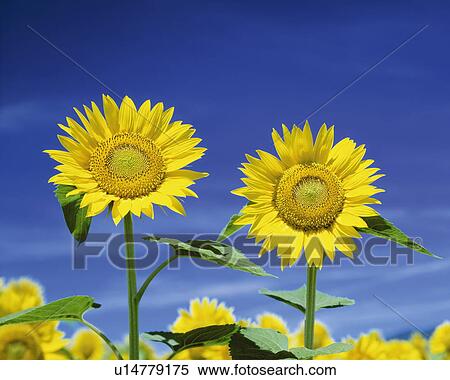 Stock Photography - Sun Flower. Fotosearch
