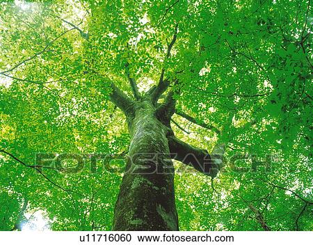 Sunbeams Streaming through Leaves View Large Photo Image Stock Image - Sunbeams Streaming through Leaves. Fotosearch