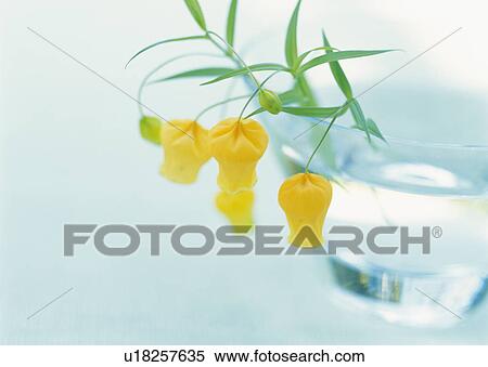 Sundersonia View Large Photo Image Stock Photography - Sundersonia. Fotosearch