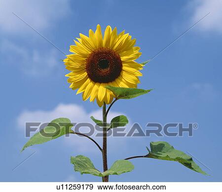 Sunflower and Blue Sky View Large Photo Image Stock Photo - Sunflower and Blue Sky. Fotosearch