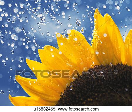 Sunflower and water drops, close up View Large Photo Image Stock Photography - Sunflower and water drops, close up. Fotosearch