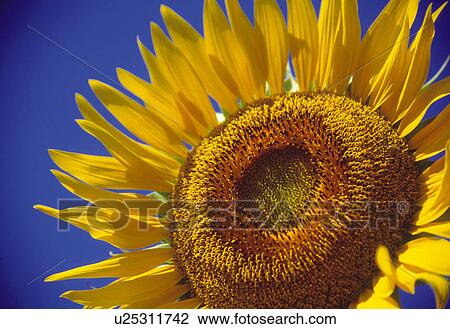 Stock Image - Sunflower, close up, blue background. Fotosearch