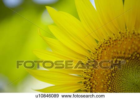 Sunflower, close up View Large Photo Image Stock Photo - Sunflower, close up. Fotosearch