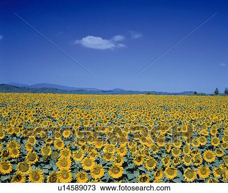 Stock Image - Sunflower Field and Blue Sky. Fotosearch