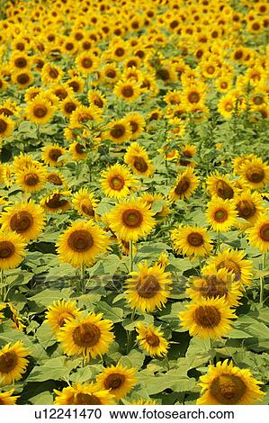Stock Image - Sunflower Field. Fotosearch