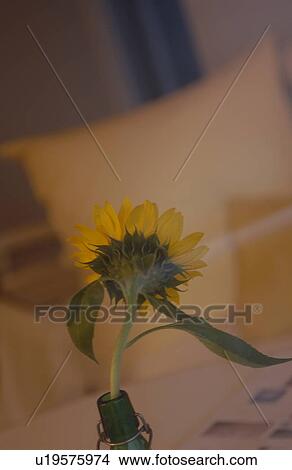 Picture - Sunflower in room. Fotosearch